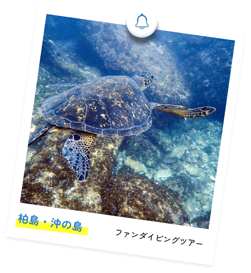 沖縄本島＆慶良間 ホエールウォッチング付きツアー